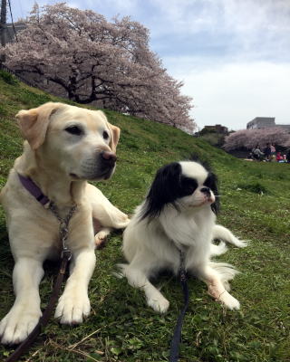 介助犬・聴導犬育成 街頭募金活動